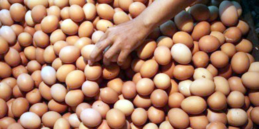Harga Telur Ayam Anjlok ke Rp 16.000, Peternak di Lamongan Kelabakan