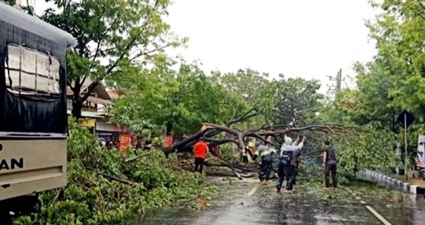 Hujan Deras dan Angin Kencang Tumbangkan Pohon Besar, Arus Lalin di Lamongan Macet Total