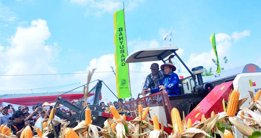 Pemkab Lamongan Tingkatkan Keuntungan Petani dengan Pertanian Jagung Modern